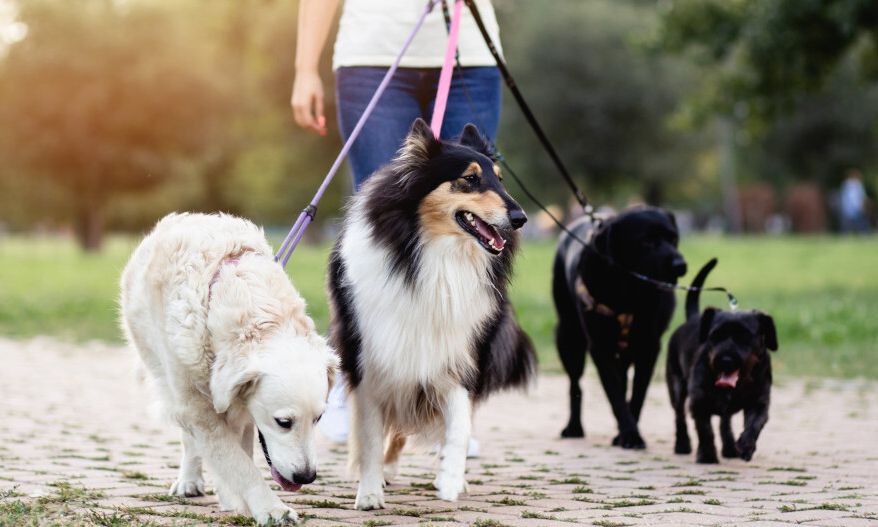 [MI32] Garde d'animaux